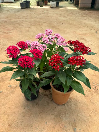 Buy Set of 3 - Pentas (Red, Pink & Purple) in 5 Inch Nursery Pot Online | Urvann.com