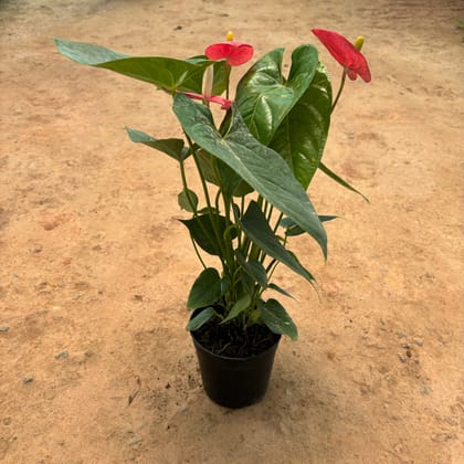 Buy Anthurium Red in 5 Inch Nursery Pot Online | Urvann.com