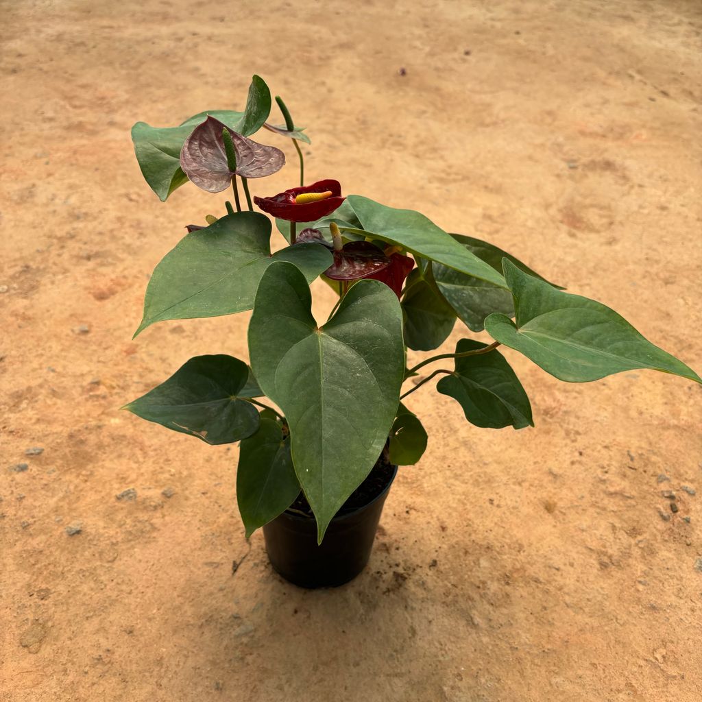 Anthurium Purple in 5 Inch Nursery Pot