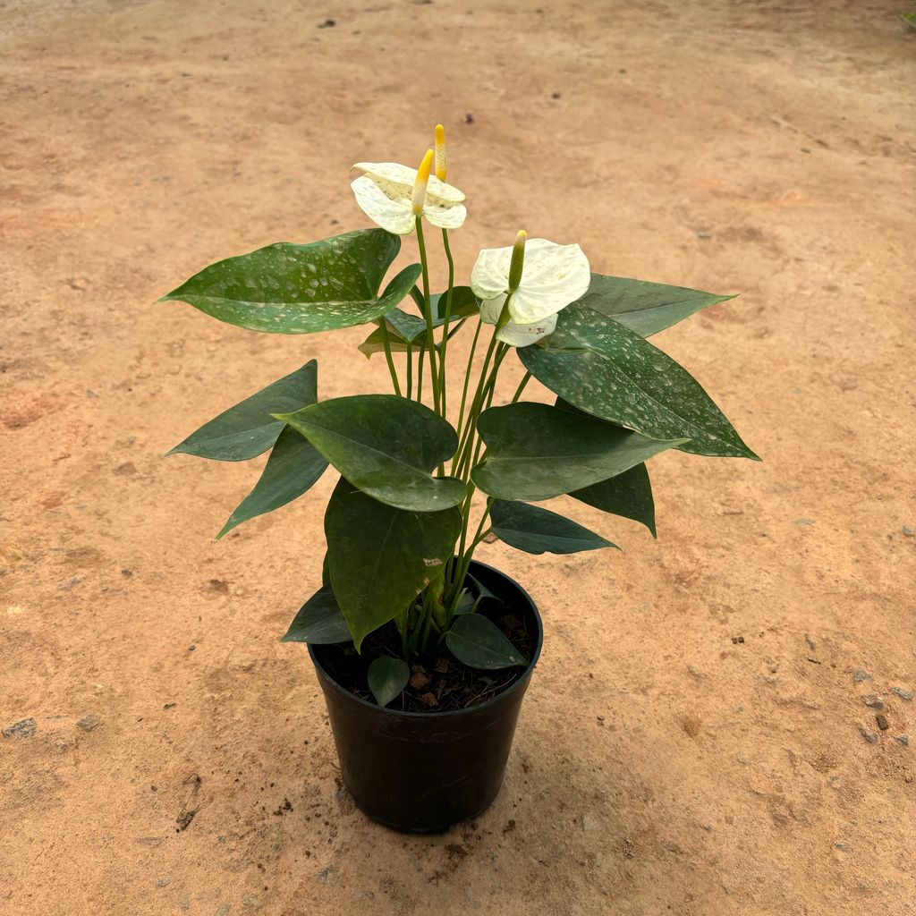 Anthurium White in 5 Inch Nursery Pot