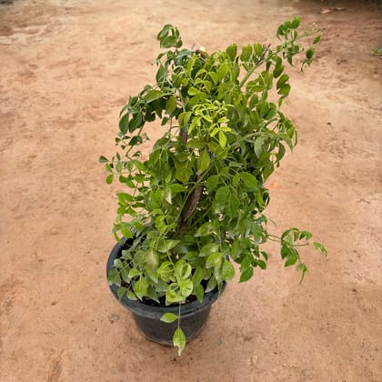 Buy China Doll / Radermachera White in 10 Inch Nursery Pot Online | Urvann.com