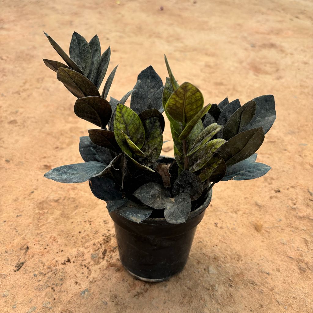 Zz Black in 4 Inch Nursery Pot