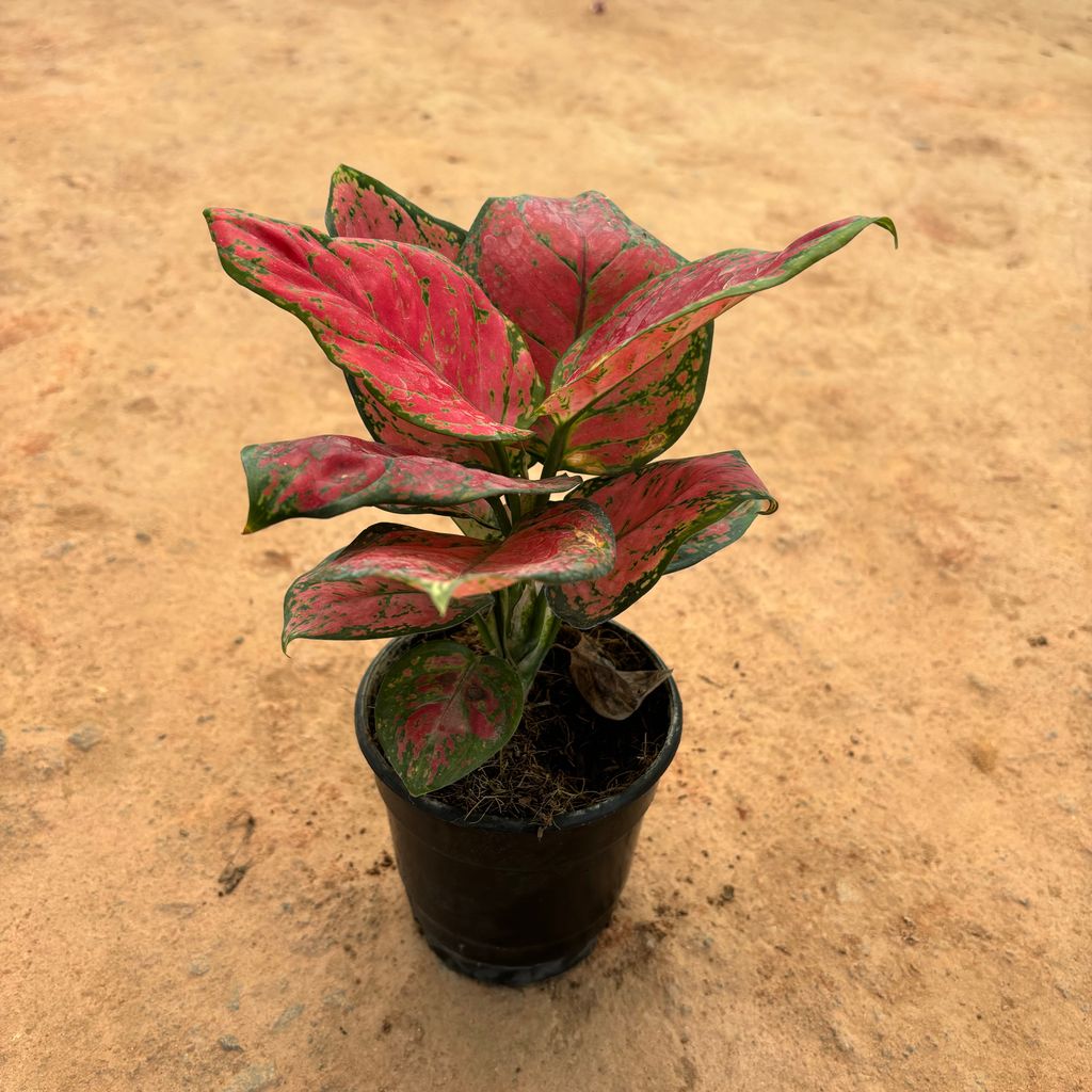 Aglaonema Pink Variegated in 5 Inch Nursery Pot