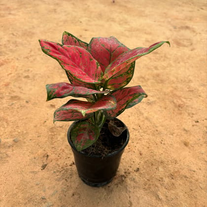 Buy Aglaonema Pink Variegated in 5 Inch Nursery Pot Online | Urvann.com