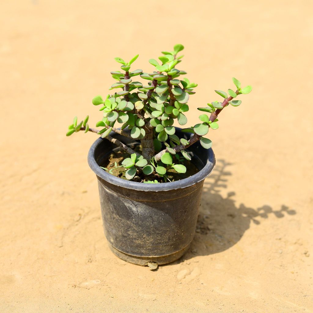 Lucky Jade Plant in 4 inch Nursery Pot