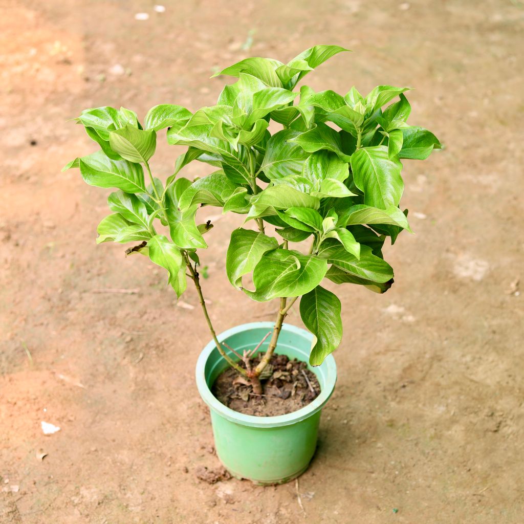 Mussaenda White in 8 Inch Nursery Pot