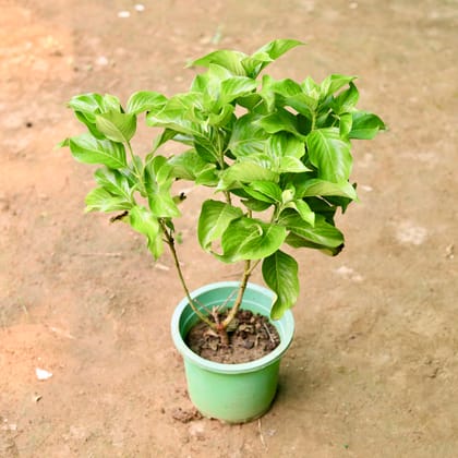 Buy Mussaenda White in 8 Inch Nursery Pot Online | Urvann.com