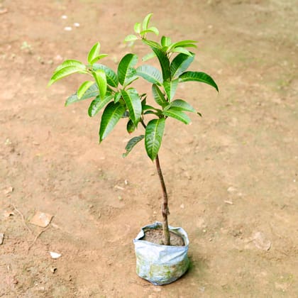 Buy Thai Mango in 7 Inch Nursery Bag Online | Urvann.com