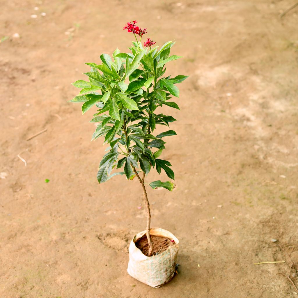 Jatropha / Sundar Rupa Red in 7 Inch Nursery Bag