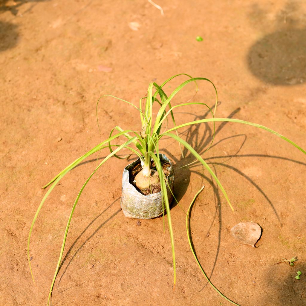 Nolina / Lolina Palm in 5 Inch Nursery Bag