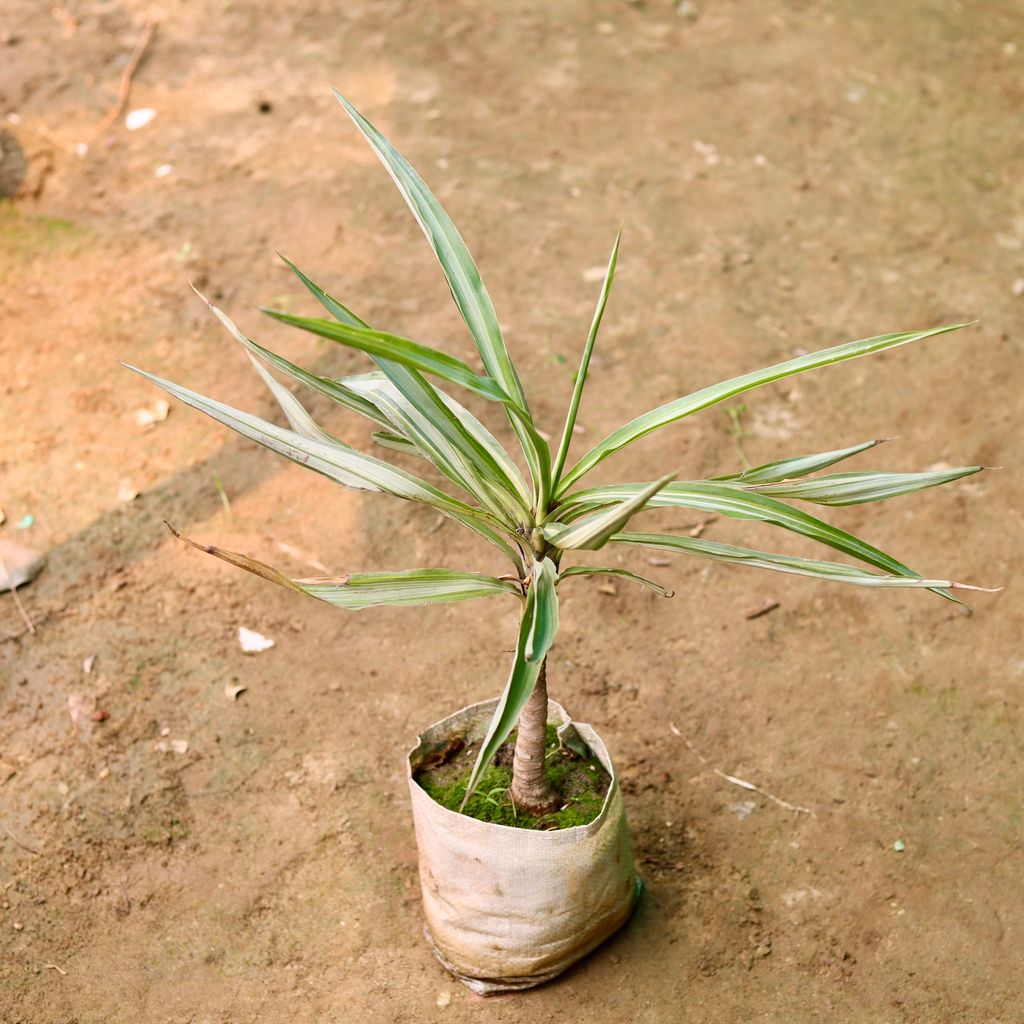 Silver Yucca in 7 Inch Nursery Bag