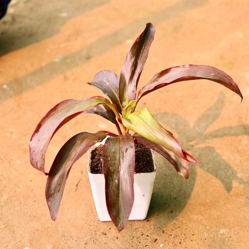 Dracaena Rosea in 5 Inch Classy White Square Plastic Pot