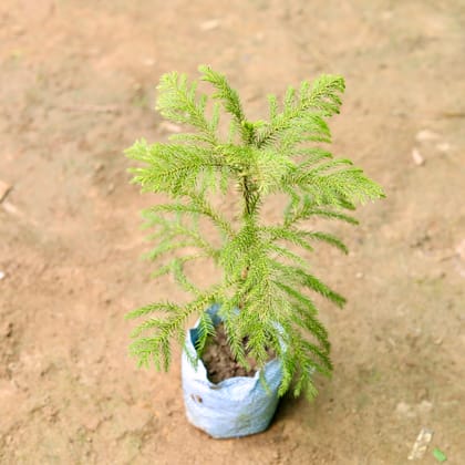 Buy Araucaria / Christmas Tree  in 5 Inch Nursery Bag Online | Urvann.com