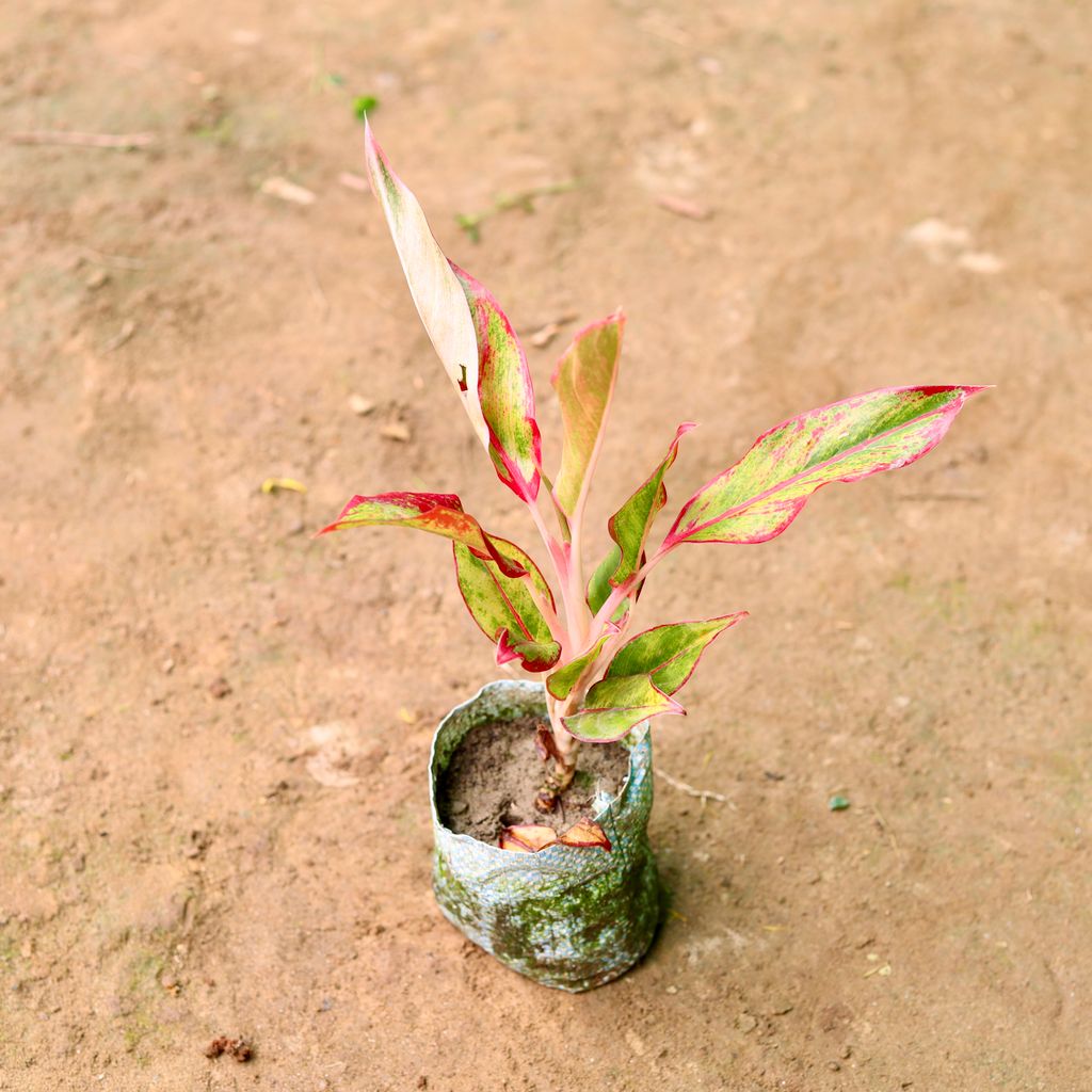 Aglaonema Lipstick in 4 Inch Nursery Bag