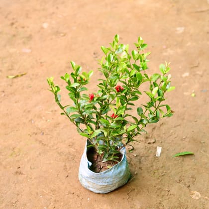 Buy Chinese Ixora Red in 7 Inch Nursery Bag Online | Urvann.com