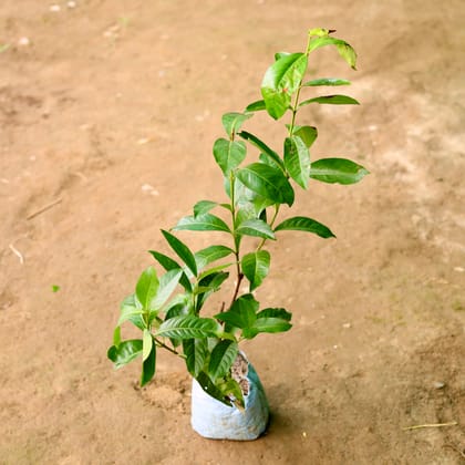 Buy Desi Ixora (any colour) in 7 Inch Nursery Bag Online | Urvann.com