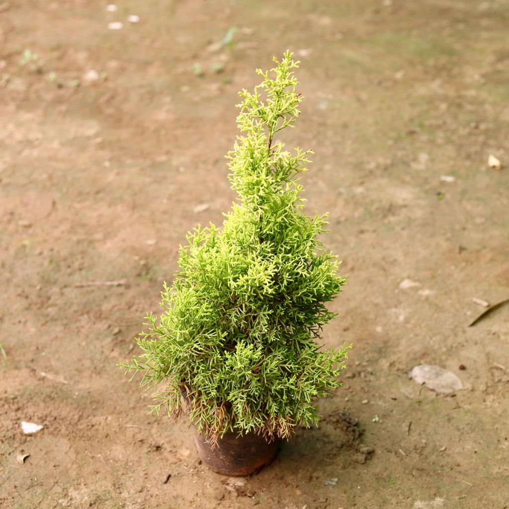 Golden Cypress in 6 Inch Nursery Pot