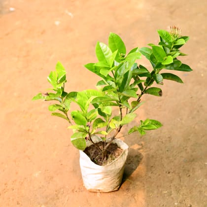 Buy Ixora (any colour) in 7 Inch Nursery Bag Online | Urvann.com