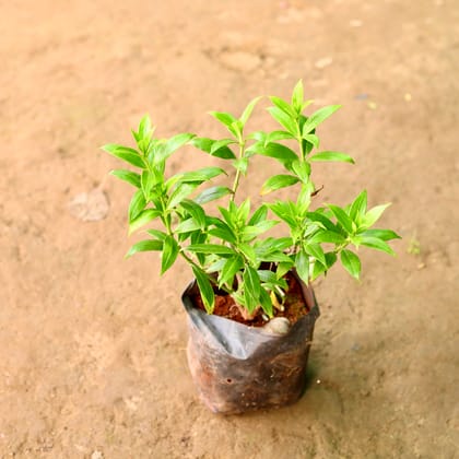 Buy Allamanda (any colour) in 7 Inch Nursery Bag Online | Urvann.com