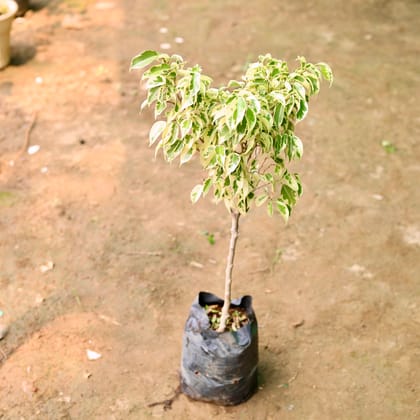 Buy Ficus Star Light in 8 Inch Nursery Bag Online | Urvann.com