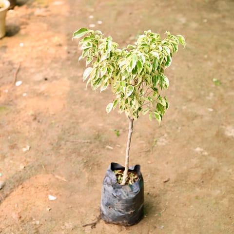 Free Next Day Delivery | Ficus Star Light in 8 Inch Nursery Bag