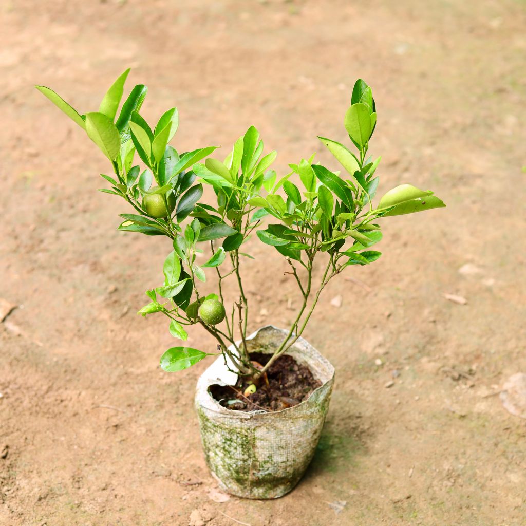 China Orange / Narangi in 7 Inch Nursery Bag