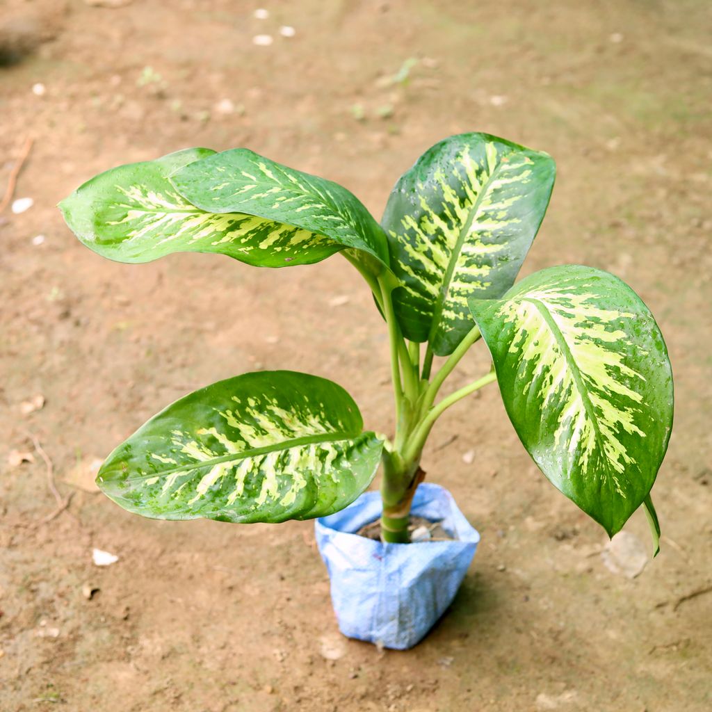 Dieffenbachia in 7 Inch Nursery Bag