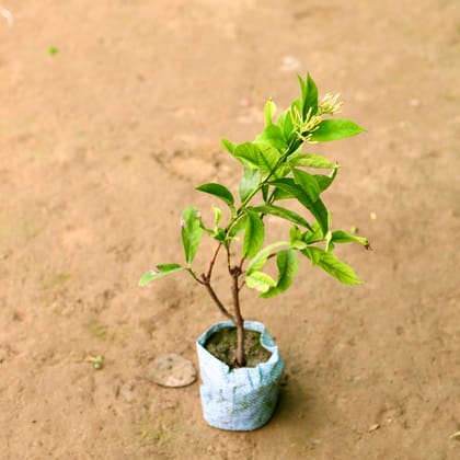 Buy Ixora Yellow in 7 Inch Nursery Bag Online | Urvann.com