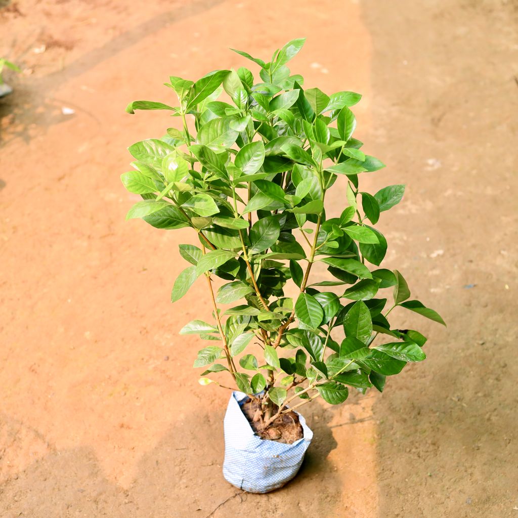 Gardenia / Gandhraaj (any colour) in 7 Inch Nursery Bag