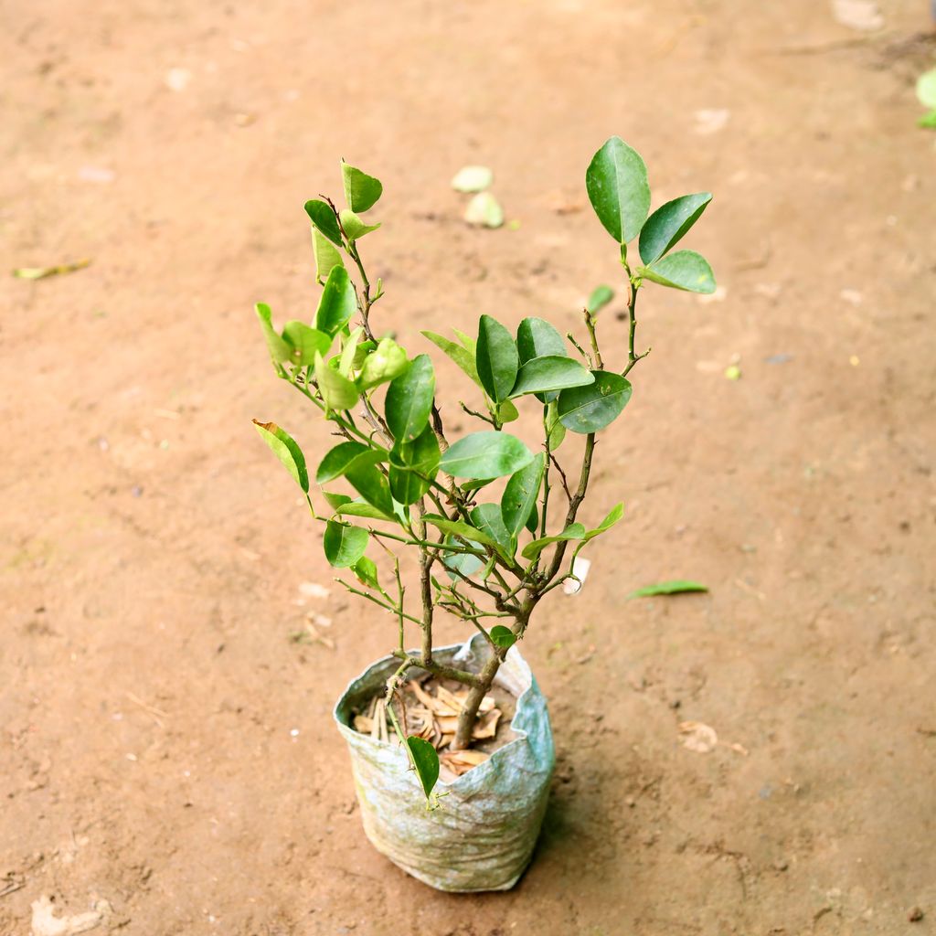 Kagzi Lemon in 7 Inch Nursery Bag