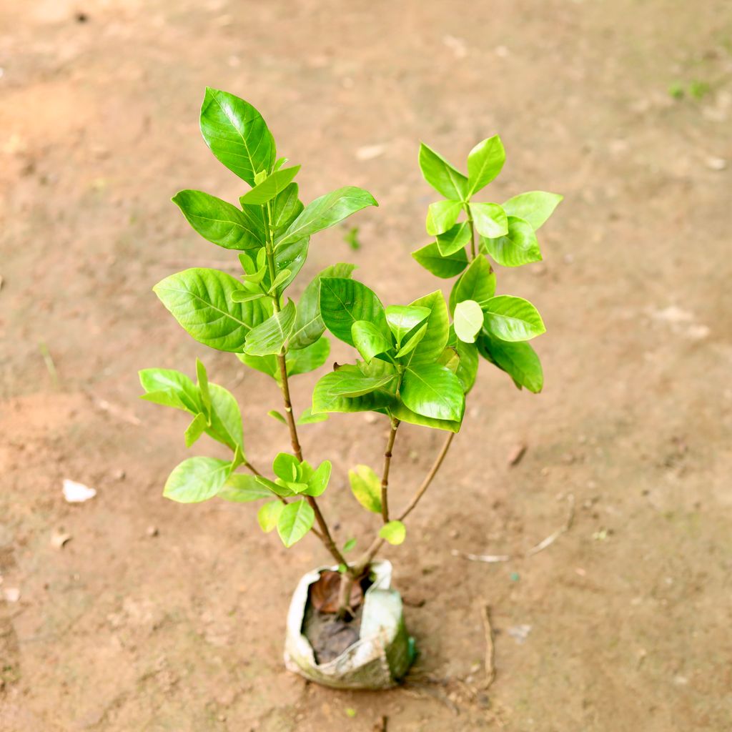 Gardenia / Gandhraaj (any colour) in 7 Inch Nursery Bag