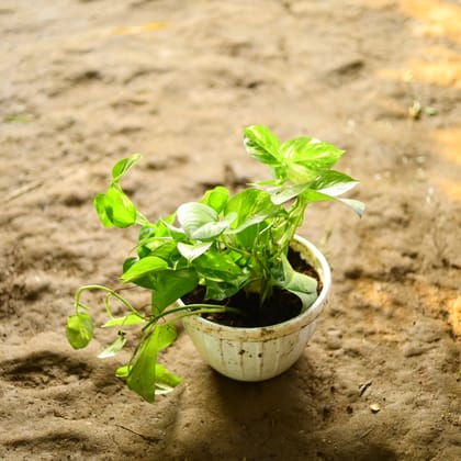 Buy Money Plant Green in 8 Inch White Basket Online | Urvann.com