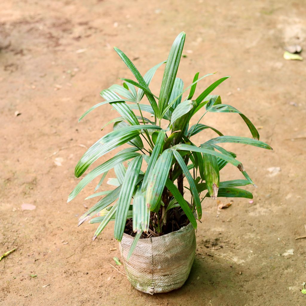 Raphis Palm in 7 Inch Nursery Bag