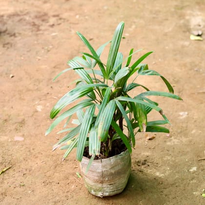 Buy Raphis Palm in 7 Inch Nursery Bag Online | Urvann.com