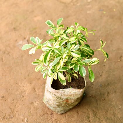 Buy Schefflera Variegated in 7 Inch Nursery Bag Online | Urvann.com