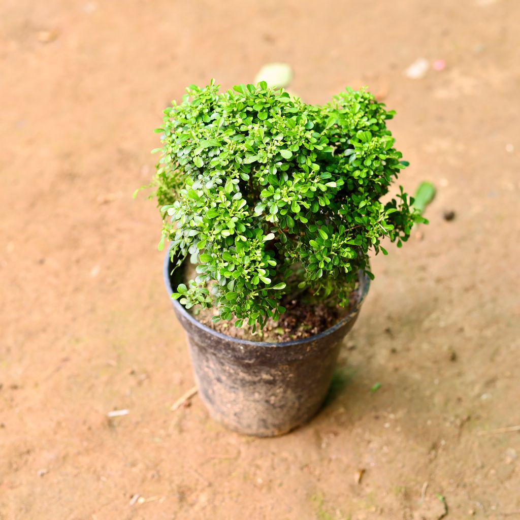 Table Kamini  in 6 Inch Nursery Pot