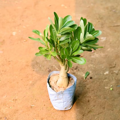 Buy Adenium in 7 Inch Nursery Bag Online | Urvann.com