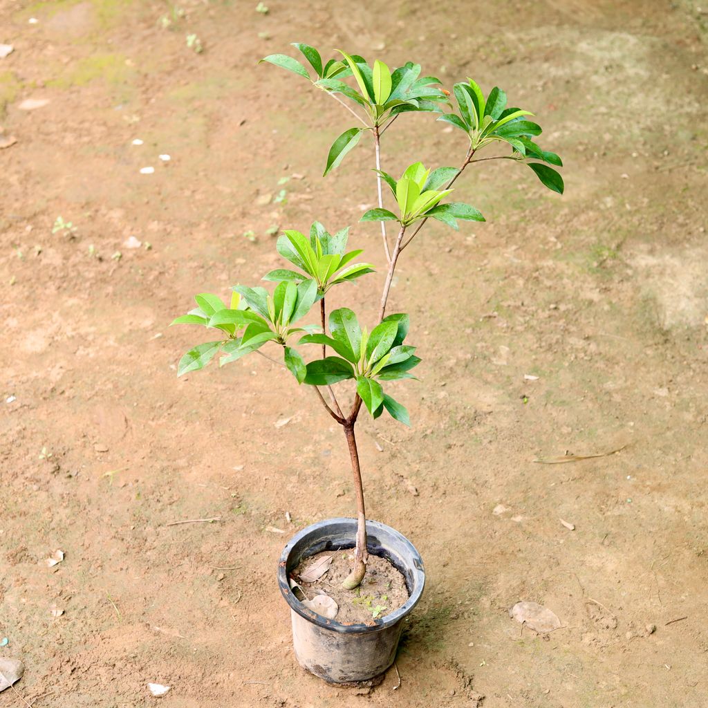 Chiku / Sapodilla Grafted in 8 Inch Nursery Pot