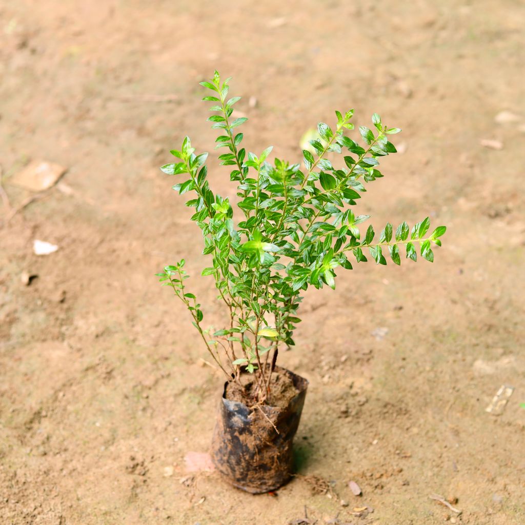 Cuphea / False Heather in 4 Inch Nursery Bag