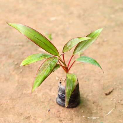 Buy Dracaena Kedarnath in 4 Inch Nursery Bag Online | Urvann.com