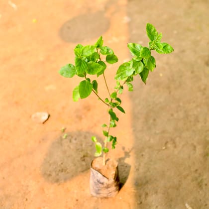 Buy Hibiscus / Gudhal (any colour) in 4 Inch Nursery Bag Online | Urvann.com