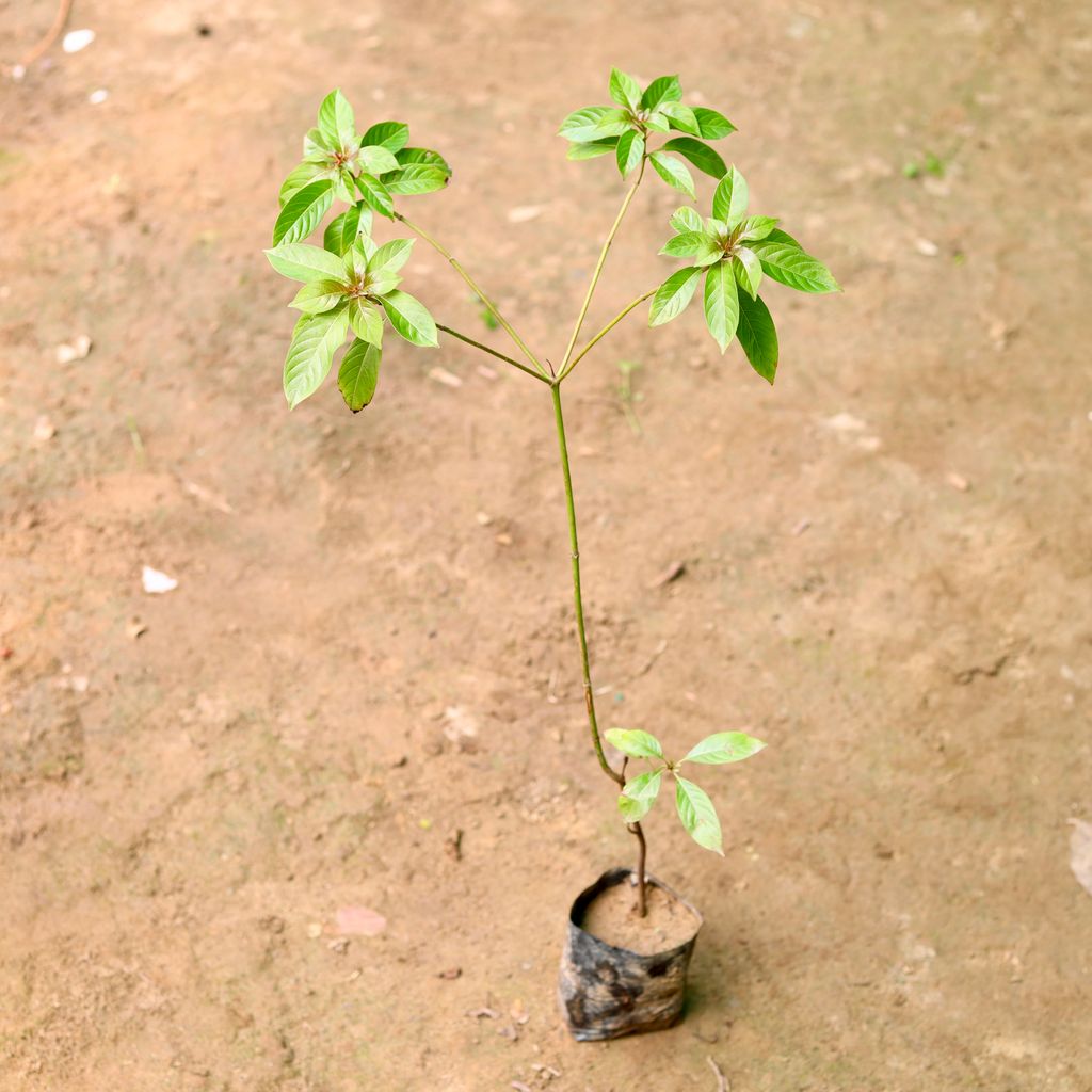 Hamelia (any colour) in 4 Inch Nursery Bag