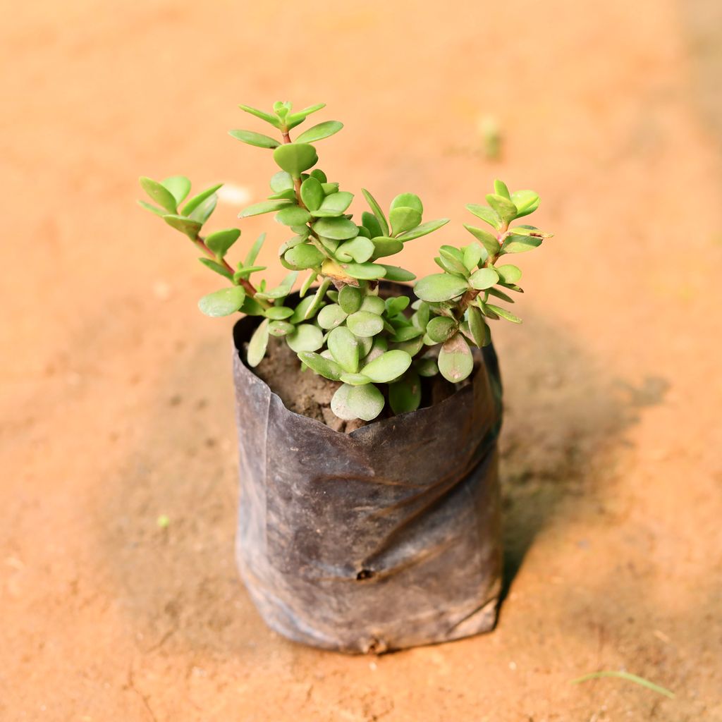 Jade in 5 Inch Nursery Bag