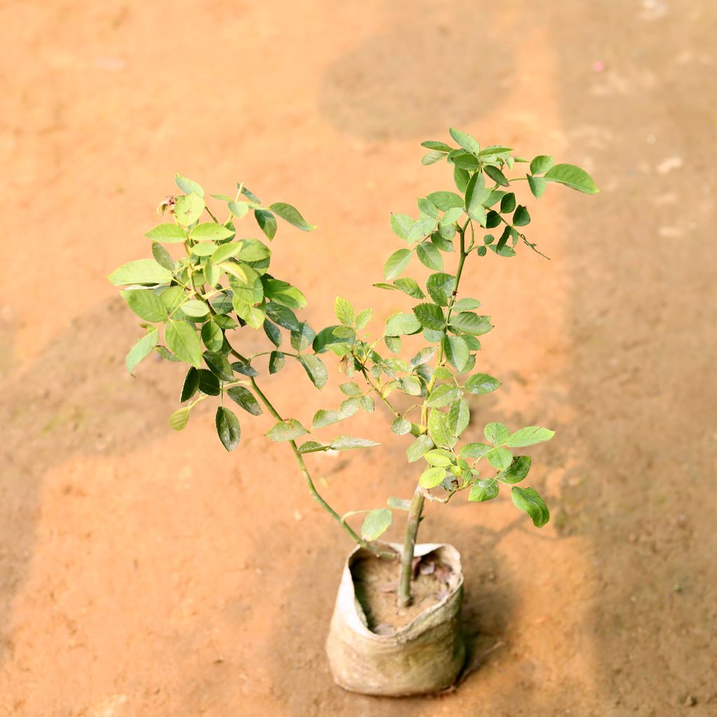 Desi Rose / Gulab in 5 Inch Nursery Bag