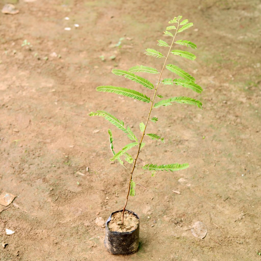 Amla in 6 Inch Nursery Bag