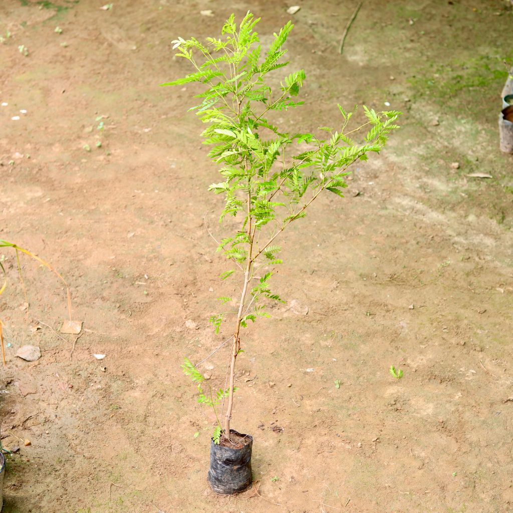 Calendra Plant in 6 Inch Nursery Bag