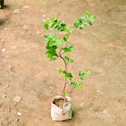 Buy Lagerstroemia in 7 Inch Nursery Bag Online | Urvann.com