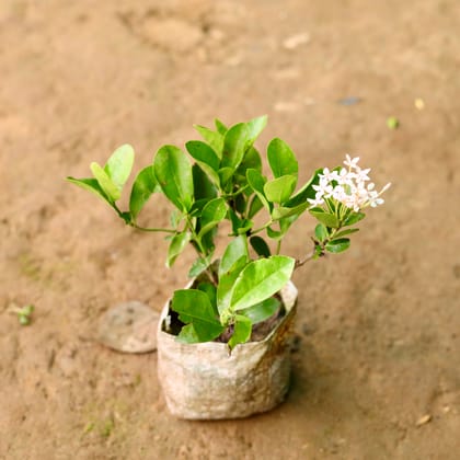 Buy Ixora Dwarf White (any colour) in 5 Inch Nursery Bag Online | Urvann.com