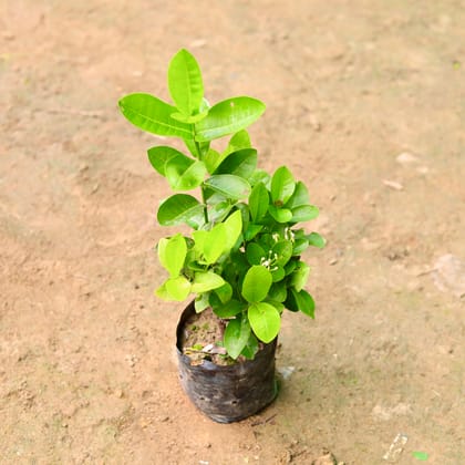 Buy Ixora Miniature in 5 Inch Nursery Bag Online | Urvann.com