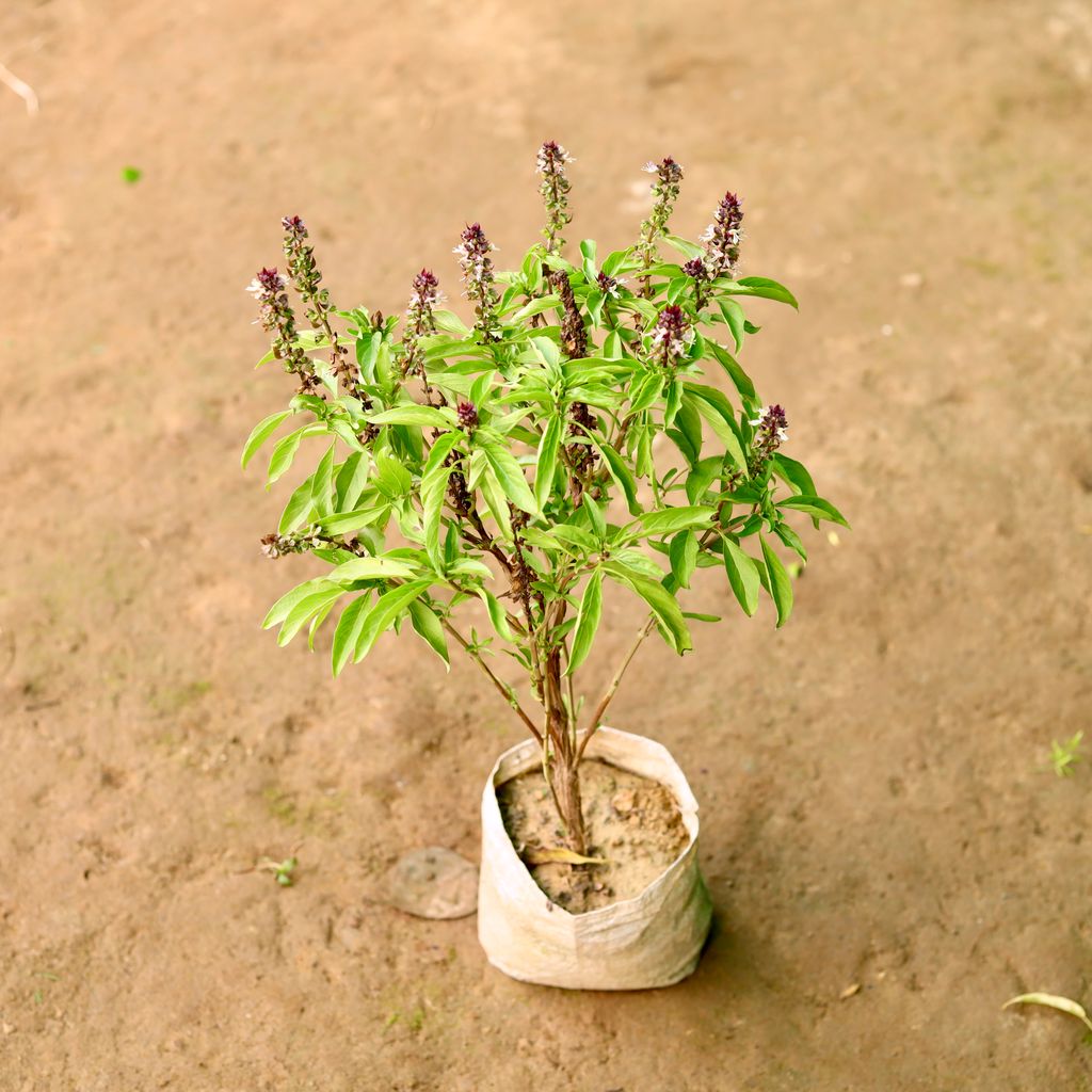 Marua Plant in 4 Inch Nursery Bag